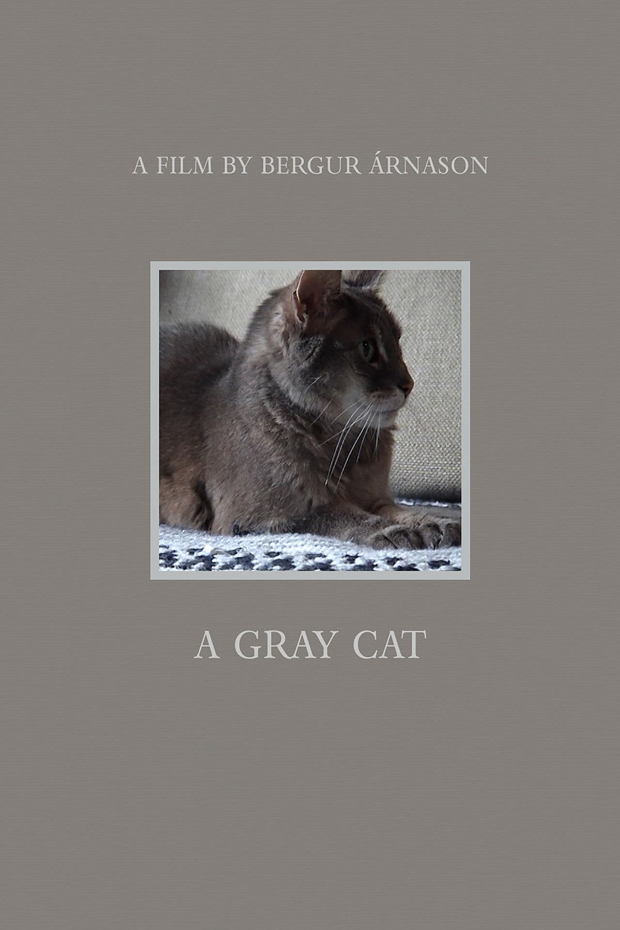 A Gray Cat