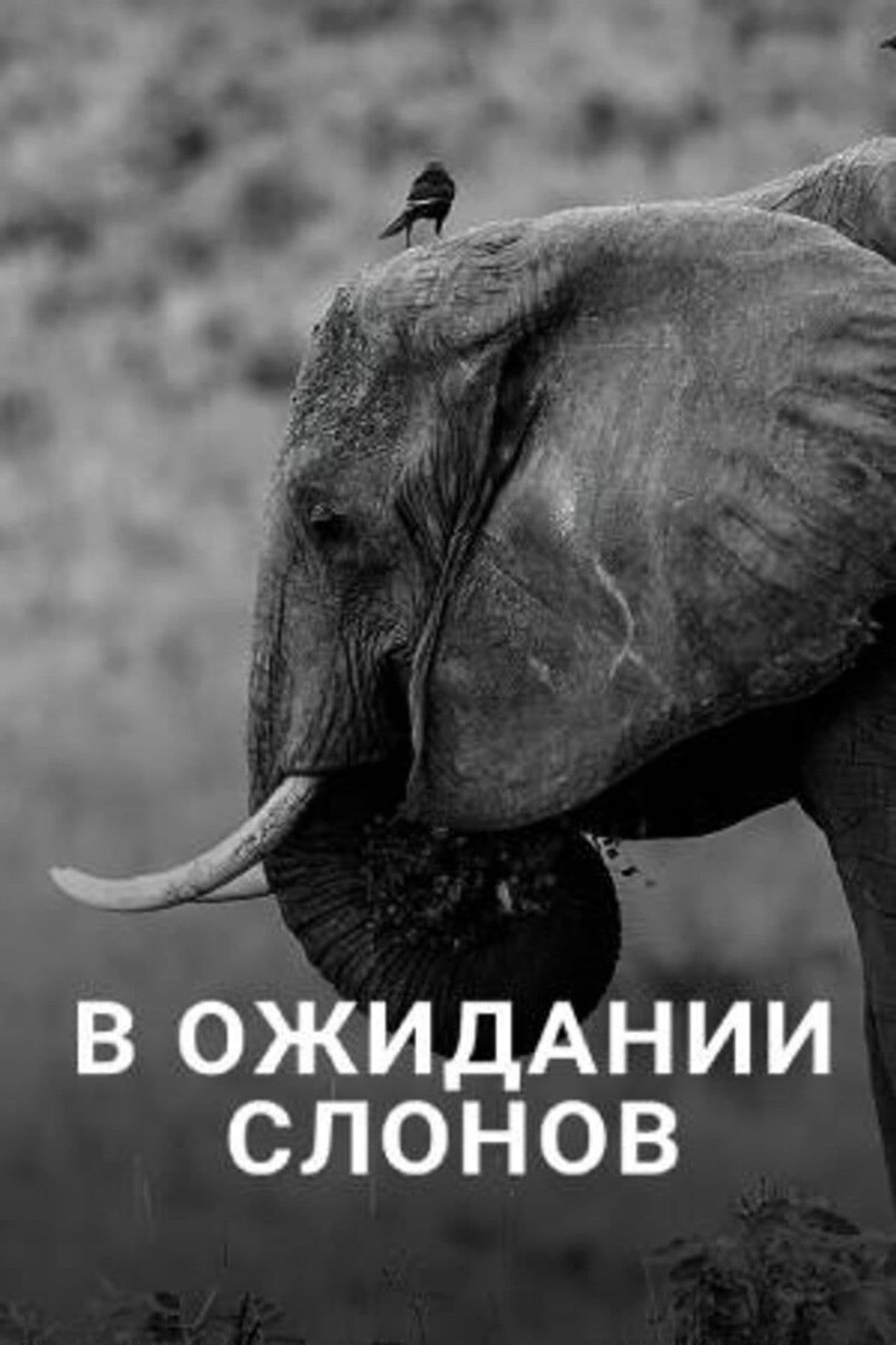 En attendant les éléphants