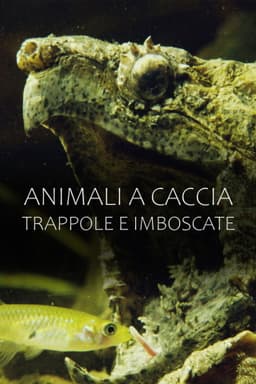 Animali a caccia: trappole e imboscate