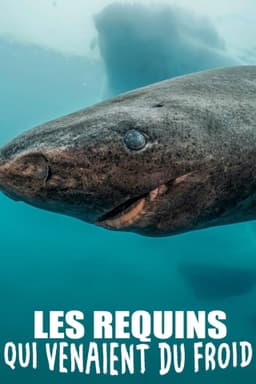 Les requins qui venaient du froid