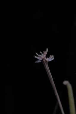 Querer de infância ou ritos de passagem para Moema