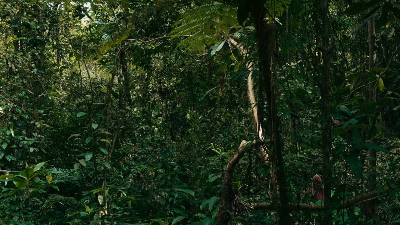 O Verde Fascínio Me Faz Distante