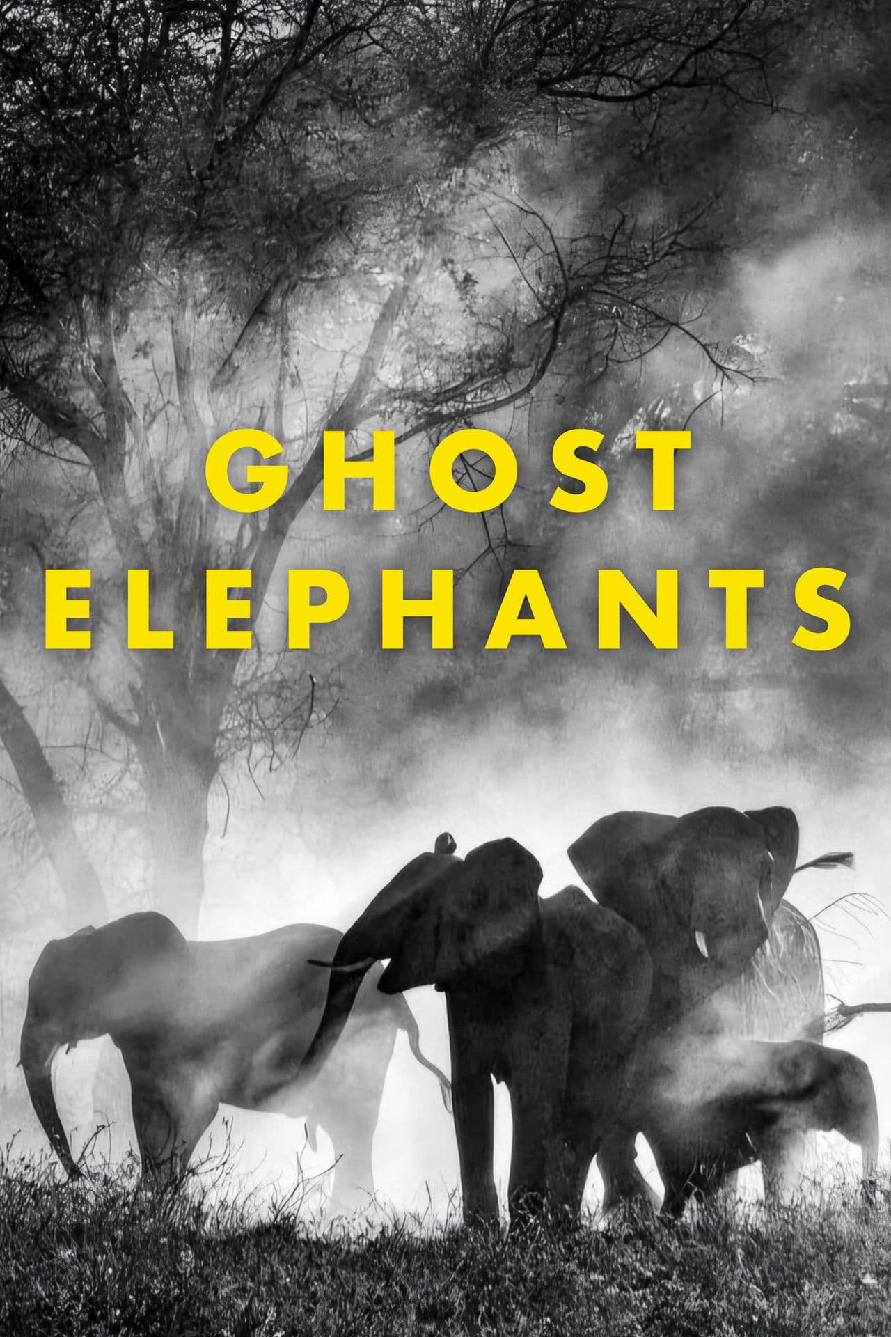 Ghost Elephants