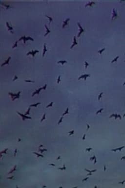 Встреча на острове