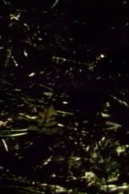 Short Films 1975: #9 (Forest Love Scene)