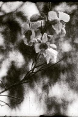 A Thousand Days, A Thousand Nights