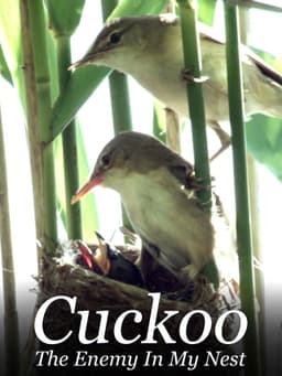 Cuckoo: The Enemy In My Nest