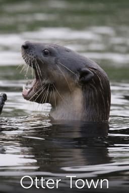 Otter Town