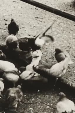 The Aviary (Short Sound Version)