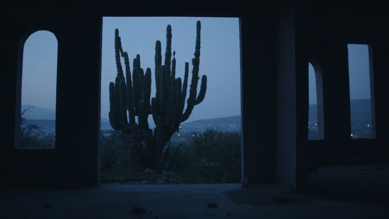 Nights Of The Coyotes