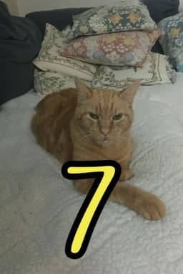 The Adventures of Murphy the Cat #7