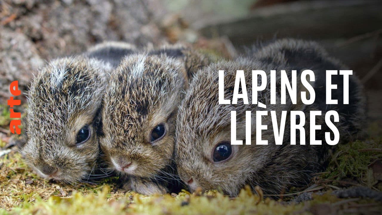 Lapins et lièvres - La Fabuleuse histoire des grandes oreilles