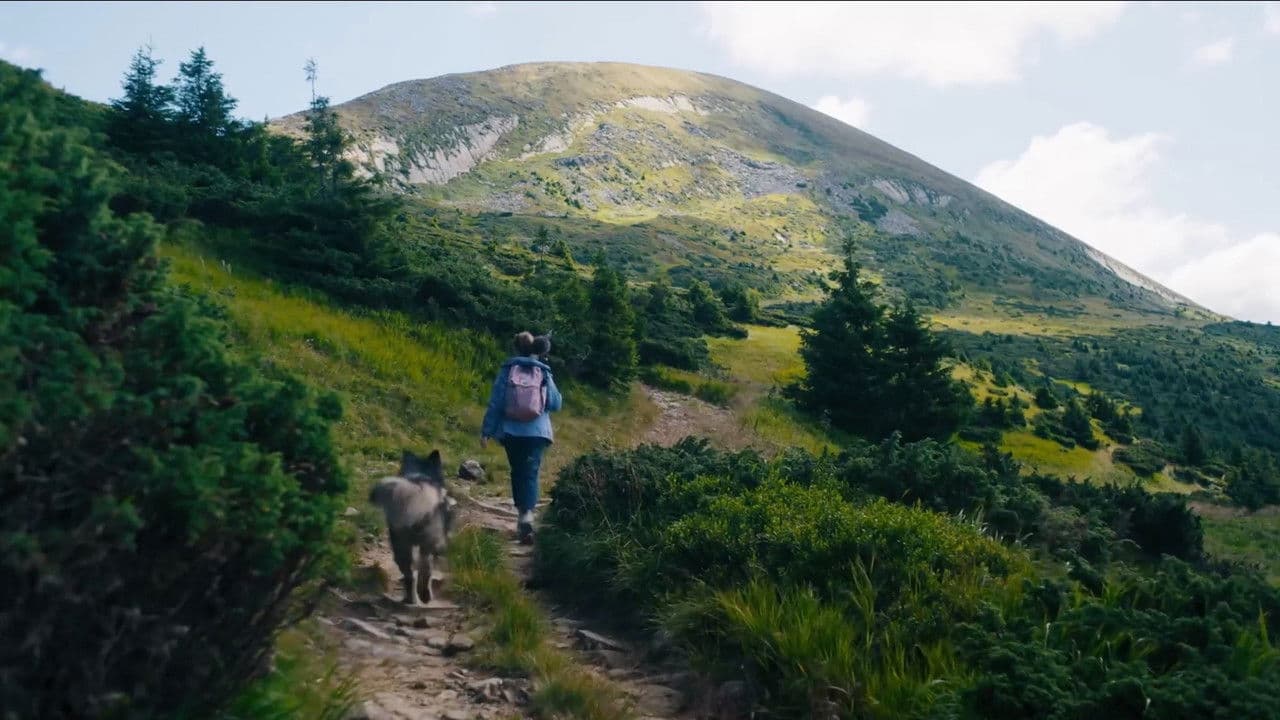 No Shade In The Forest