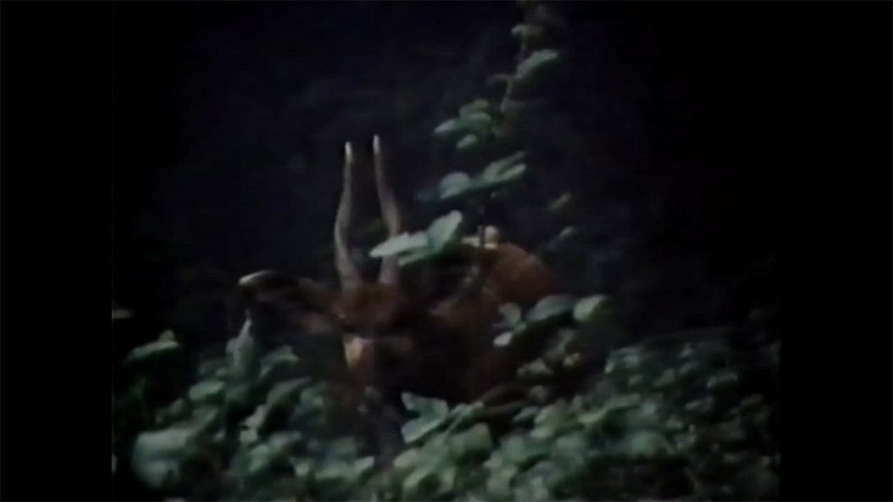 The Track of the African Bongo