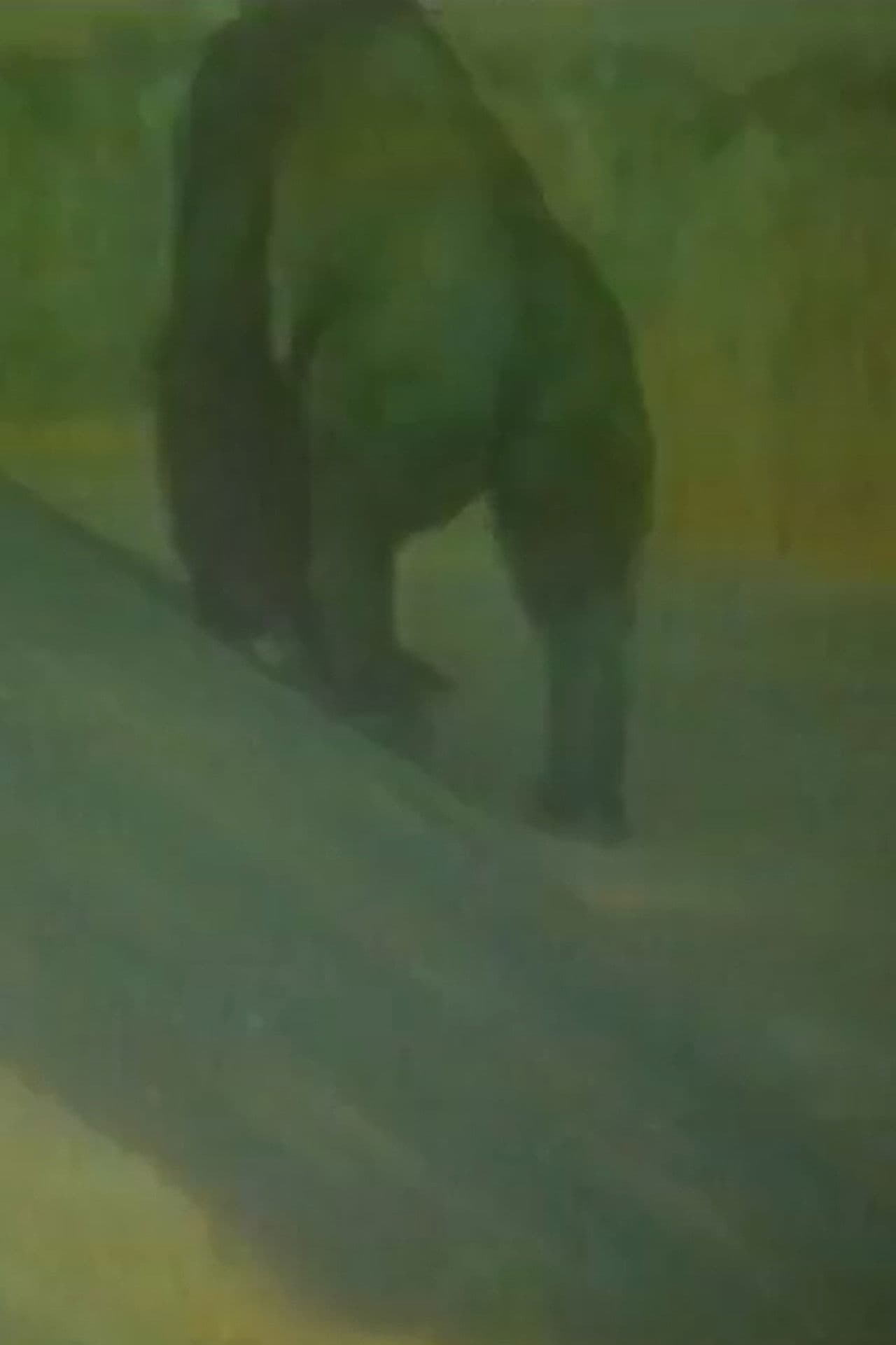 I Cannot Go to Africa Because I Am on Duty