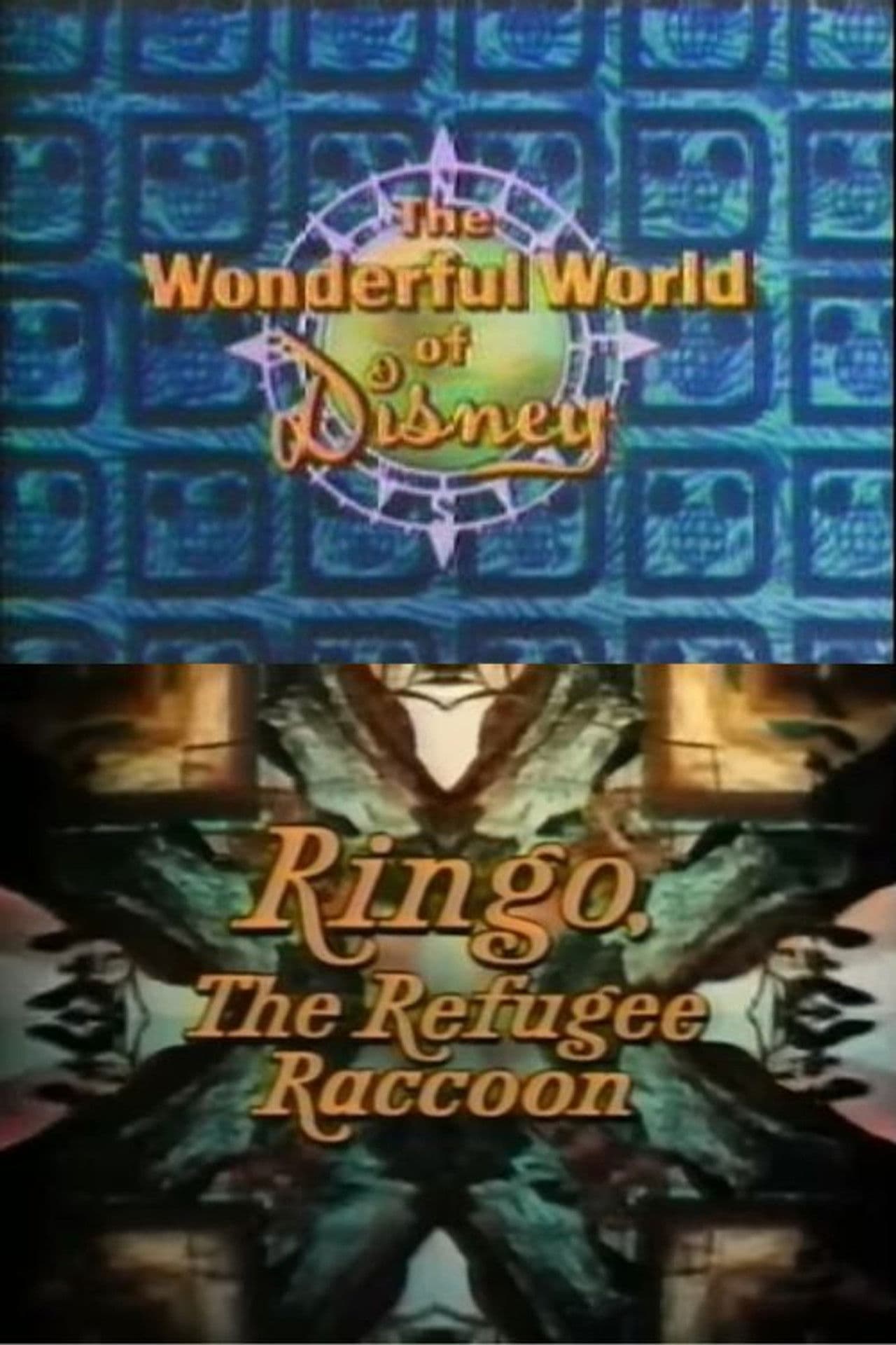 Ringo, the Refugee Raccoon