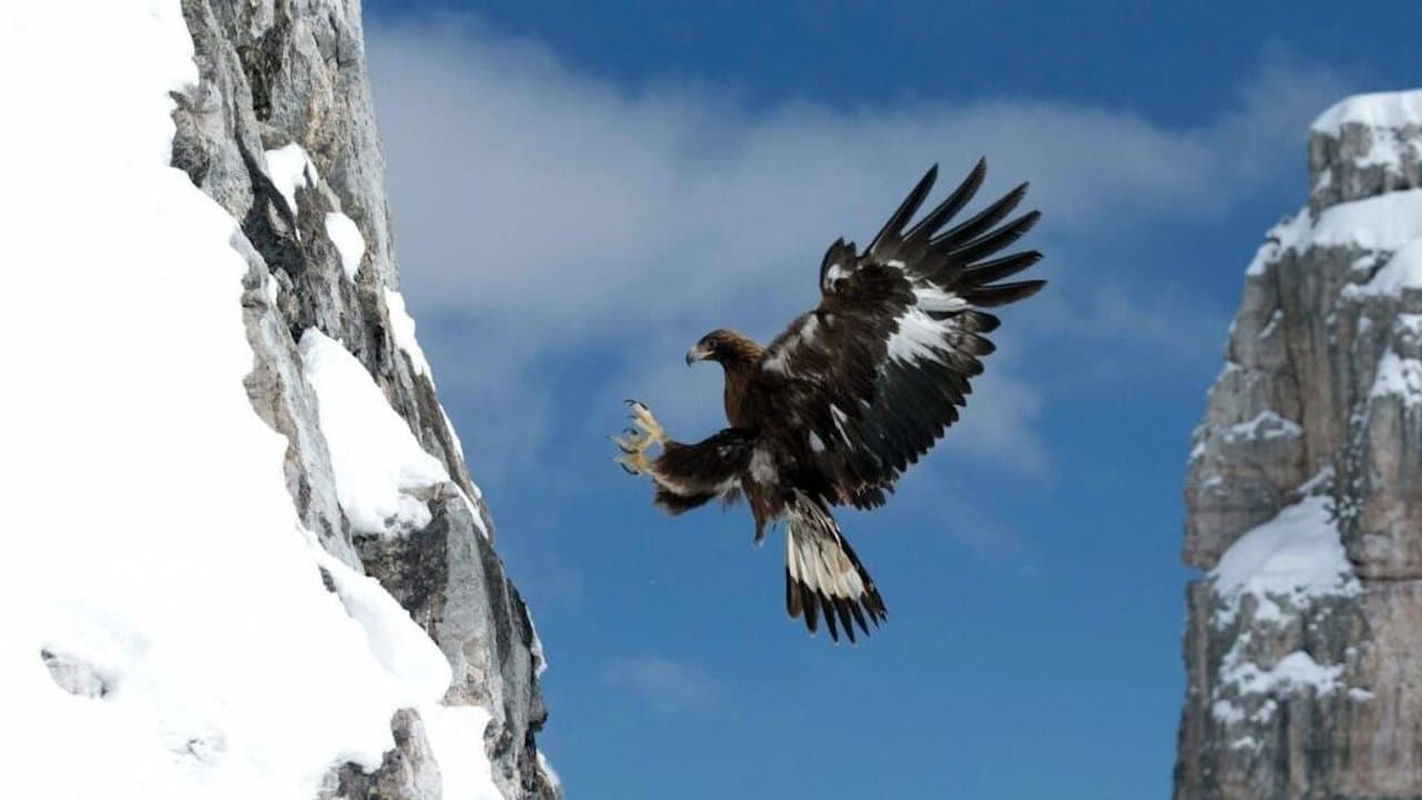 L'aigle royal, seigneur des Alpes