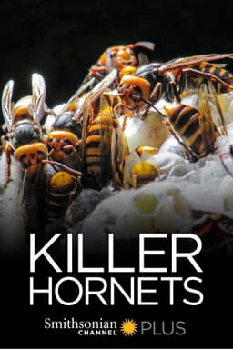Killer Hornets