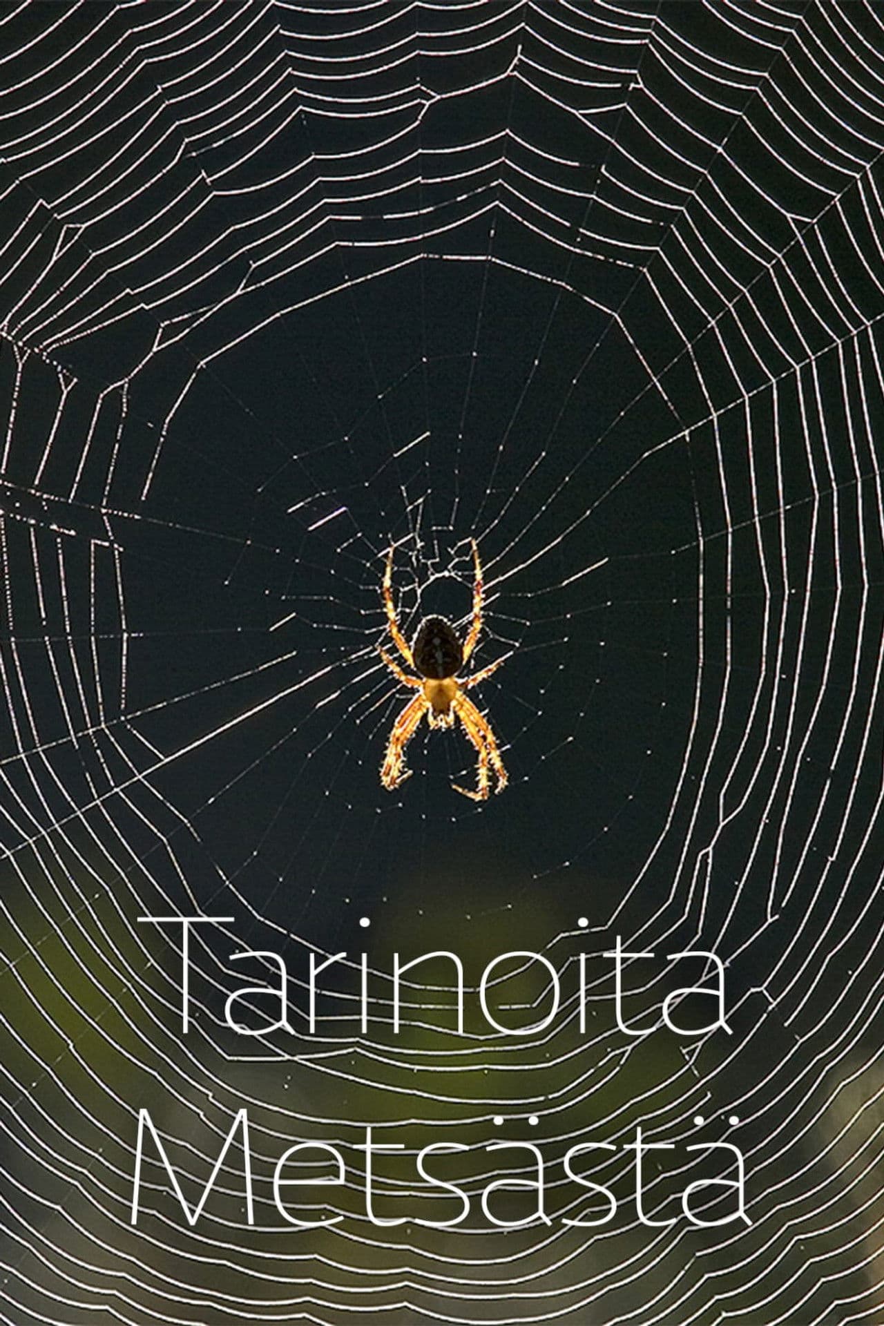 Stories from the Forest