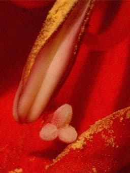 A Floral Tribute for Essex Road