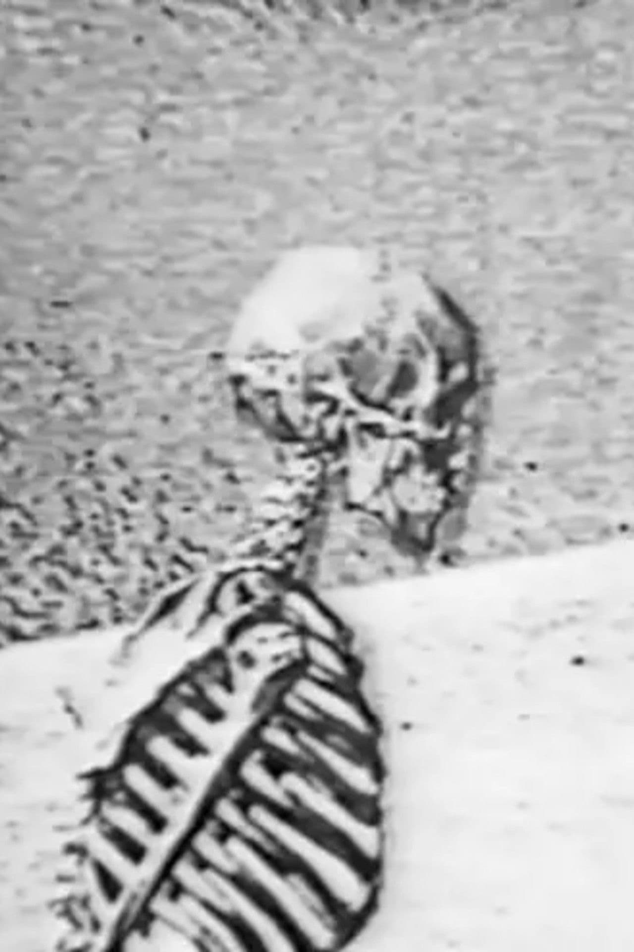 Lost Camel Intentions