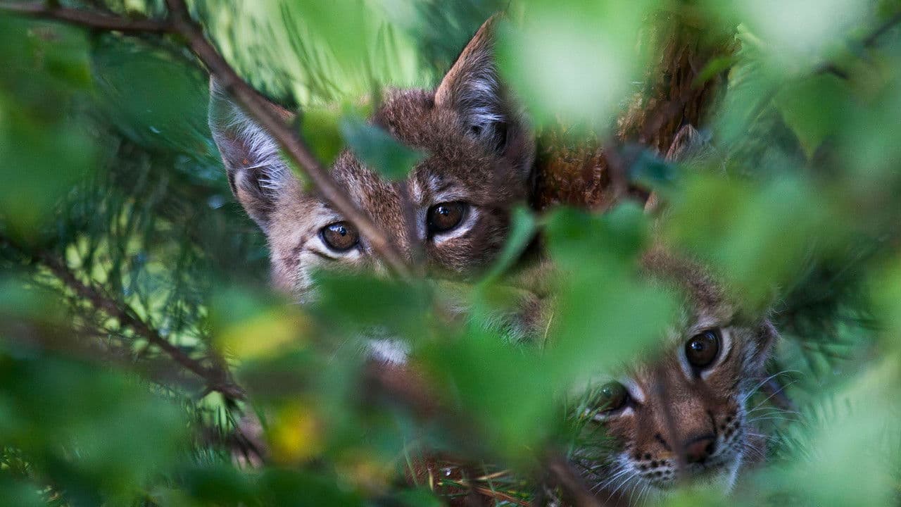 Stories from the Forest