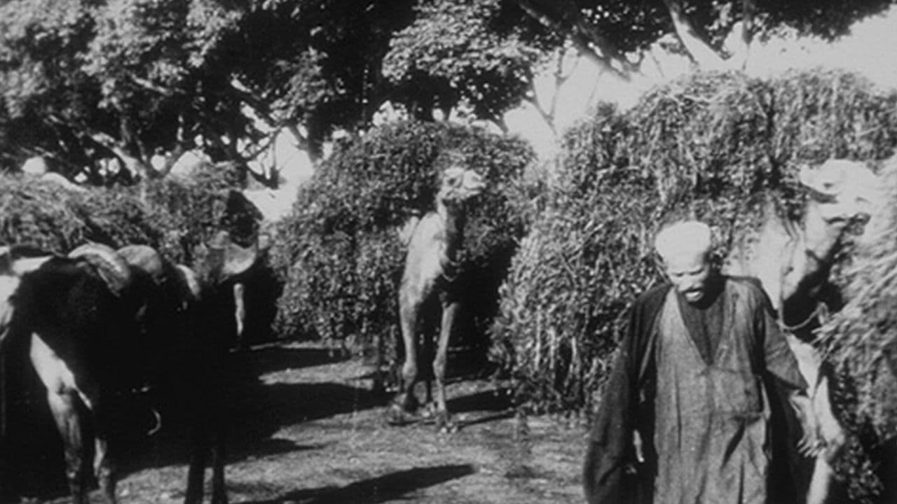 Bédouins avec chameaux sortant de l’octroi