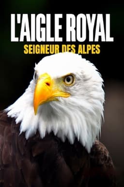 L'aigle royal, seigneur des Alpes