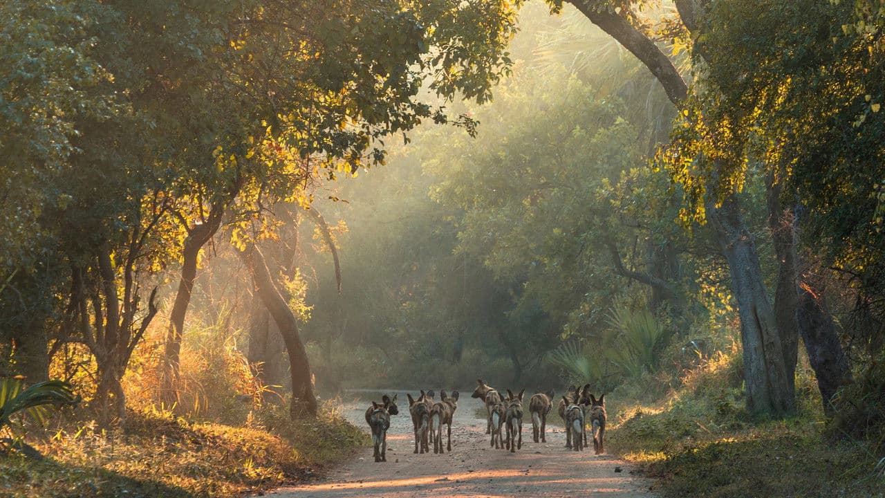 Return of the Predators