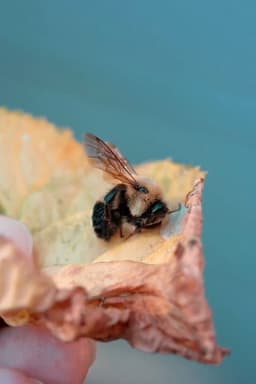 Des abeilles pour demain