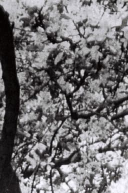 This is for Jonas Mekas