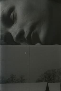 Daybreak and Whiteye