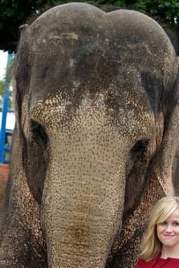 Tai the Elephant