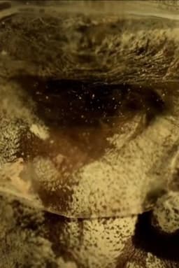 The Mermaids, or Aiden in Wonderland