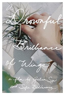 A Drownful Brilliance of Wings