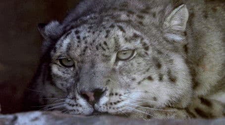 Kyrgyzstan, hope for the snow leopards
