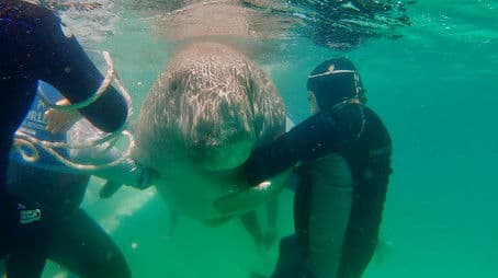 Dugongs