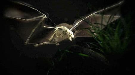 Moment of Impact: Jungle