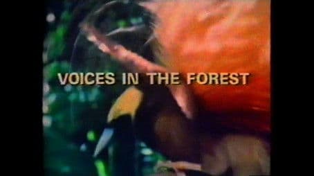 Voices in the Forest