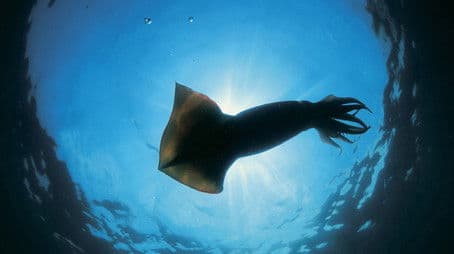 Encountering Sea Monsters