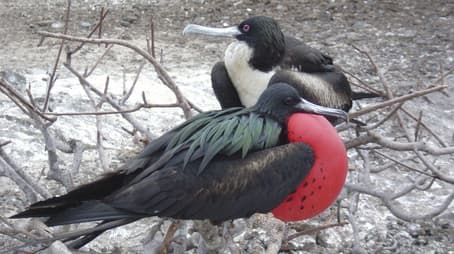 The Nature of Sex: a Time and a Place