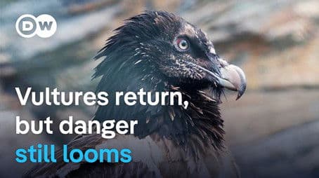 The return of vultures to Europe