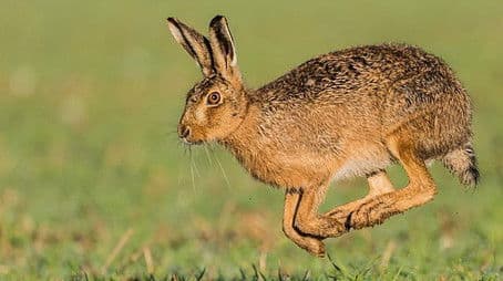 The Fens: A Wild Year