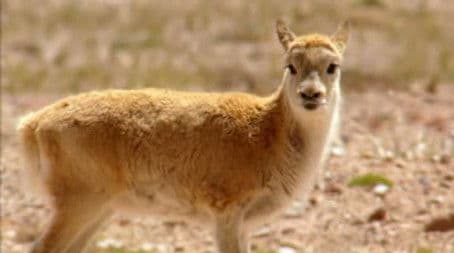 Tibet's High Plateau