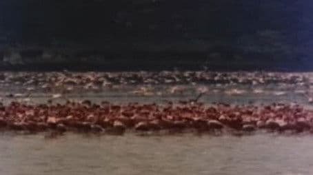 Flamingoes Only Fly on Tuesdays