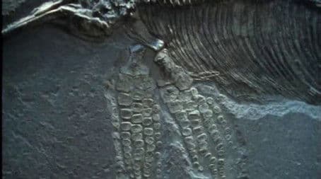 Putting Flesh on Bone