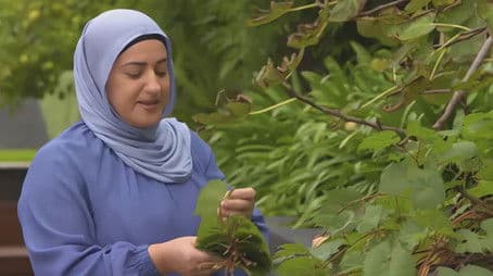 Episode 35 Net, Lebanese Chef, Houseplant, Woombye & Herb