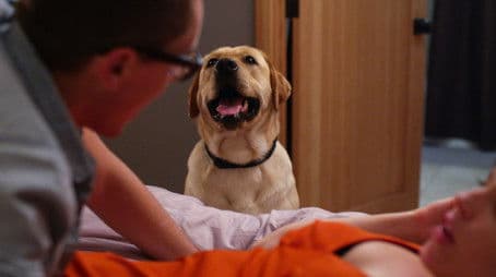 I Wish the Dog Would Stop Watching Us Have Sex