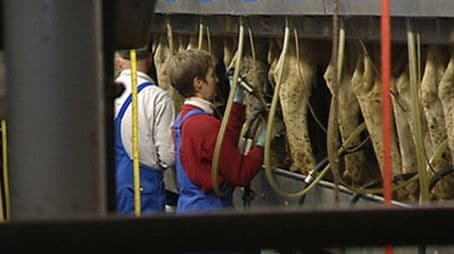 Karbonade uit de megastal