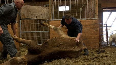 Llama-Rama Ding-Dong